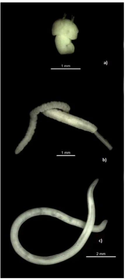 Figura 10 – Registo fotográfico das espécies de parasitas selecionadas como marcadores biológicos  na  distinção  do  stock  de  chicharro  no  Atlântico  nordeste:  a)  Nybelinia  sp