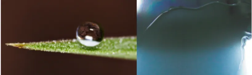 Figure 2.1: Examples of water on hydrophobic (left) and hydrophilic (right) surfaces. (left) Sphere-like water drop on a hydrophobic  sur-face