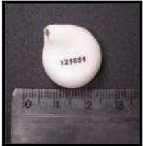Figura 3. Datalogger (SubCue, Calgary, AT, CA) implantado na cavidade abdominal dos ratos para medida  de temperatura corporal