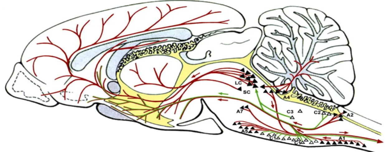 Figura 1: Representação esquemática em corte sagital dos núcleos catecolaminérgicos ao longo  do tronco encefálico e suas projeções