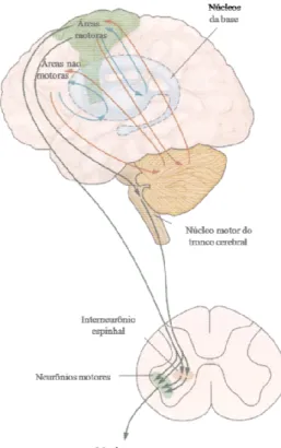 Figura 1 - Áreas dos três nívei da base e o cerebelo. Modificad