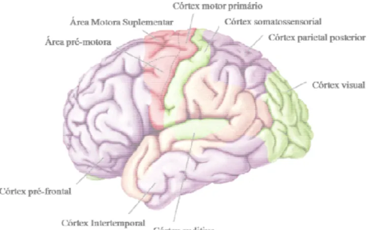 Figura 2 - Divisão do córtex ce sensoriais (em verde) e associat