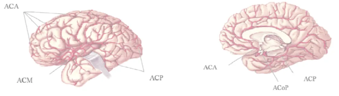 Figura  4  -  Territórios  irrigado (ACM) e Artéria Cerebral Post