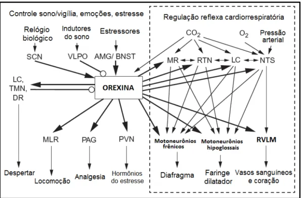 Figura  1.  Desenho  esquemático  mostrando  as  conexões  dos  neurônios  orexinérgicos