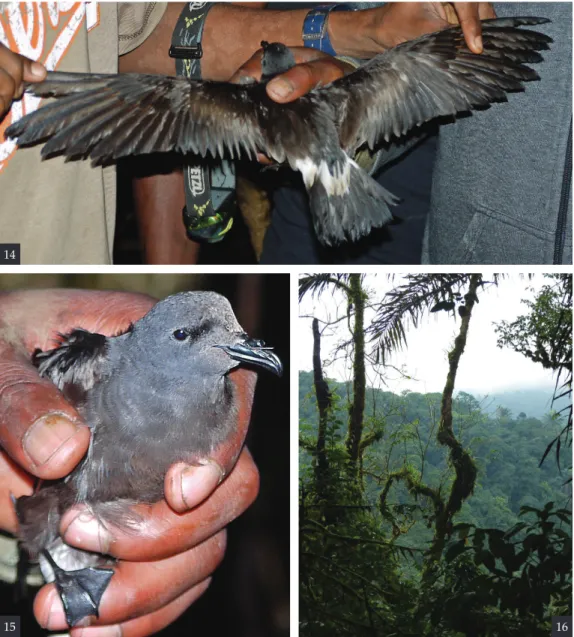 Figure 16. Forested gully near Monte Carmo, Obô Natural Park, São Tomé; Gulf of Guinea Storm Petrels  Hydrobates cf