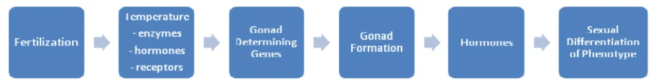 Fig. 2 Model for Temperature-Dependent Sex Determination (from Crews (1993)). 