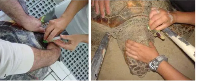Fig. 16 (A, B). Blood sampling from the dorsal cervical sinus in a juvenile (A) and adult female (B) loggerhead turtle  using a Vacutainer system collection tube