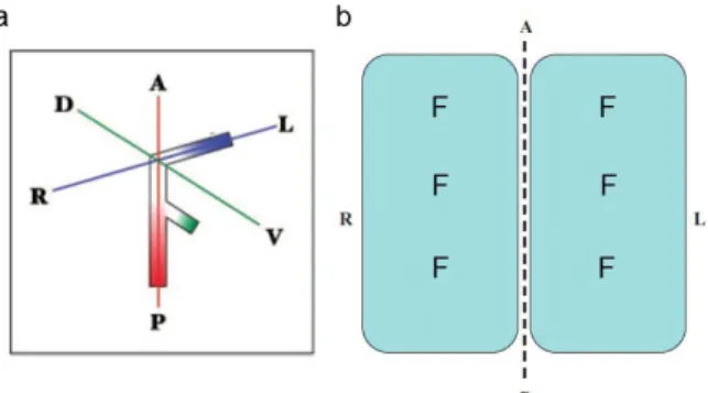 Figure   3|   The   F-­‐molecule   model.   (a)   Hypothetical   F-­‐molecule   with   three   arms