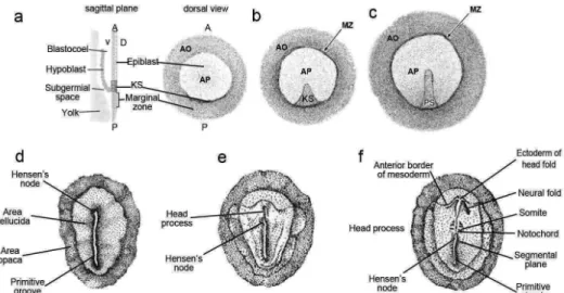 Figure    8|    Early    gastrulation    stages    in    chick    development.    Schematic    diagram        representing   the   onset   of   gastrulation   in   the   chick   embryo