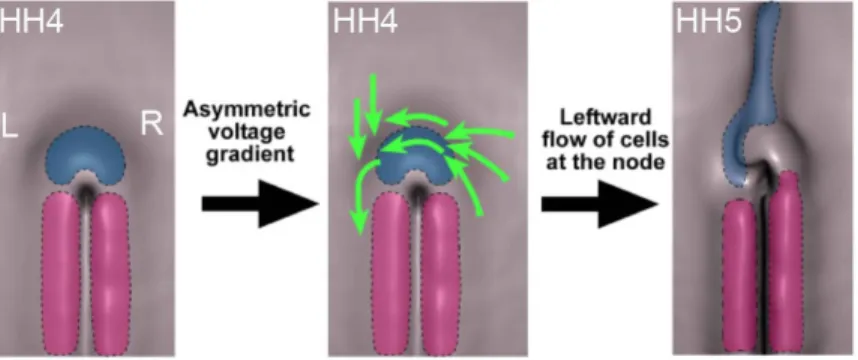 Figure   11|   Leftward   cell   movements   generates   asymmetry   in   the   chicken   Hensen's   node