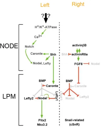 Figure   12|   Schematic   representation   of   the   genes   involved   in   chick   left-­‐right   asymmetry    pathway