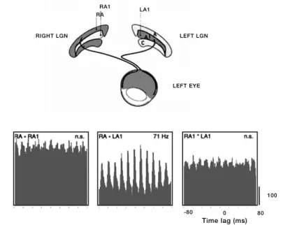Figure  6.  Feedforward   synchronization  in  the  retinogeniculate  system.  Synchronization  of  oscillatory 