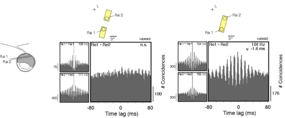 Figure  7.  Synchronous  oscillations in the  retina encode  stimulus continuity (from  Neuenschwander and 
