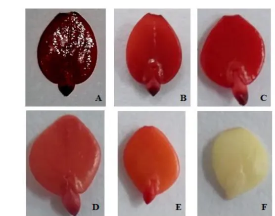 Figure 1. Non-viable seeds of Mimosa bimucronata (DC) O. Kuntze: embryo with intense  bright red color (A); hypocotyl-radicular axis with intense red coloration in the cortex  (B,  C);  embryo  with  discolored  regions  /  milky  white  (F)
