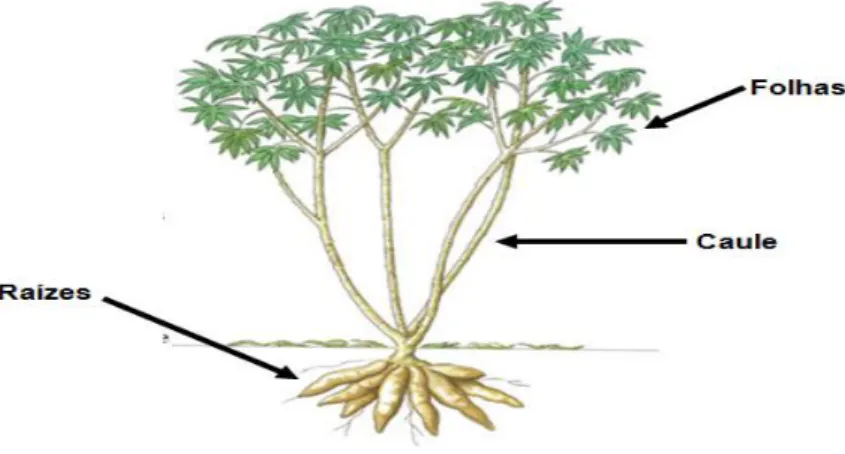 Figura 2 – Disposição morfológica da planta mandioca tendo suas partes principais  evidenciadas