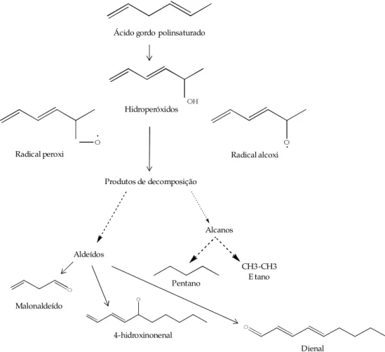 Figura 5 – Formação de alguns produtos da peroxidação lipídica. (adaptado de Mateos, 2007)
