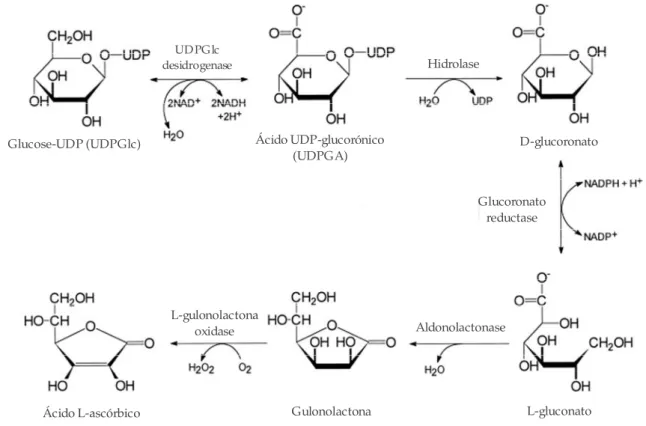 Figura 6 – Biosíntese do ascorbato a partir da UDP-glucose (adaptado de Bánhegyi G., 1997)