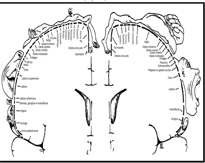 Figura 1 - Homúnculo da área somatossensorial primária (direita) e área motora primária  (esquerda)