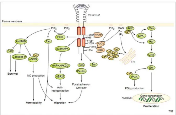 Figura  5.  Ilustração  esquemática  da  sinalização  intracelular  do  VEGF-R2.  A  junção  do  ligante (VEGF-A) ao domínio extracelular induz a dimerização do receptor e autofosforilação  dos resíduos tirosina intracelulares específicos