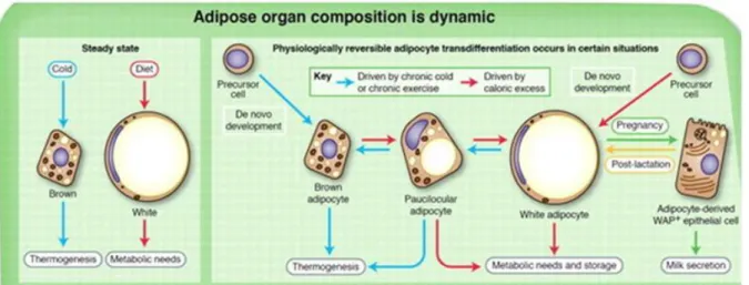 Figura 6. Dinamismo entre as células adiposas. Evidências sugerem que a transdiferenciação  pode promover mudanças na composição do órgão adiposo, que são observadas em resposta à  exposição  ao  frio  e  exercício  crônico,  excesso  de  calorias  e  grav
