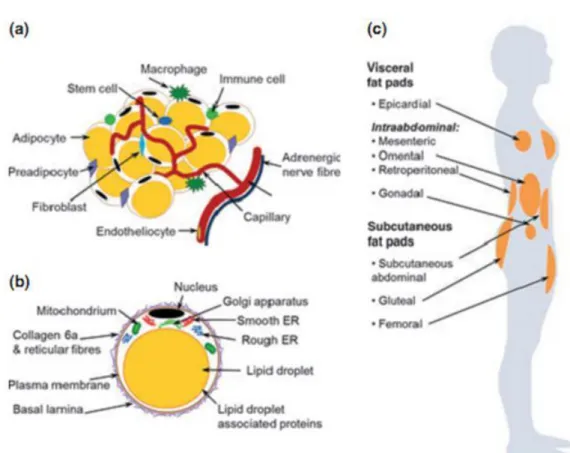 Figura  7. Estrutura e distribuição do tecido adiposo branco no corpo humano. (a) Tipos de  células presentes no TAB