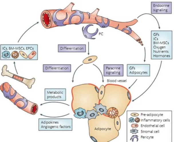 Figura 8. Funções da vasculatura no tecido adiposo. O crescimento de vasos sanguíneos no  TA  fornece  oxigênio,  nutrientes,  fatores  de  crescimento  (GF),  hormônios,  células  inflamatórias  (ICs)  e  células  lisas  mesenquimais  da  medula  óssea  (