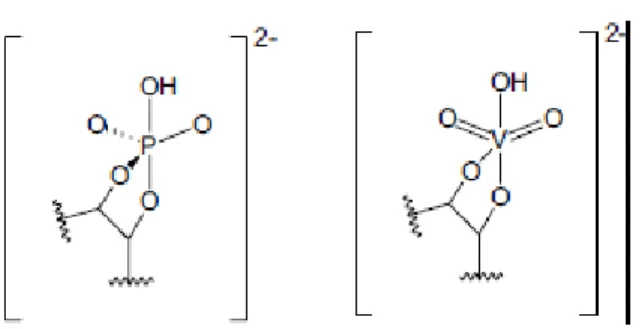 Figura 2 - Semelhanças estruturais entre o fosfato e o vanadato. 