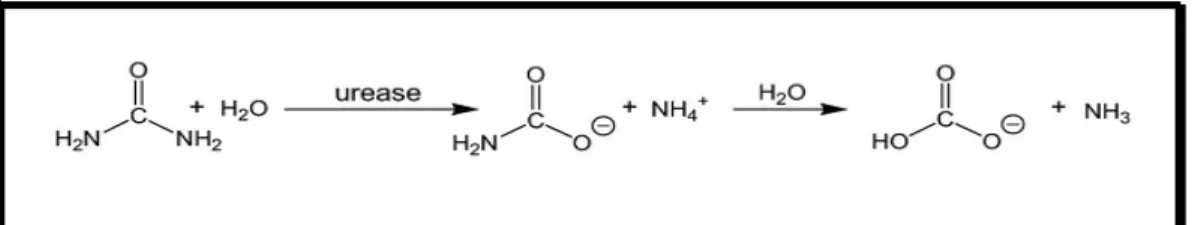 Figura 5: Representação da Reação catalisada pela urease adaptada  (KRAJEWSKA &amp; CIURLI, 2005)