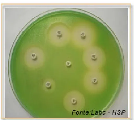Figura 6: Teste de difusão em ágar  Fonte: Disponível em: 