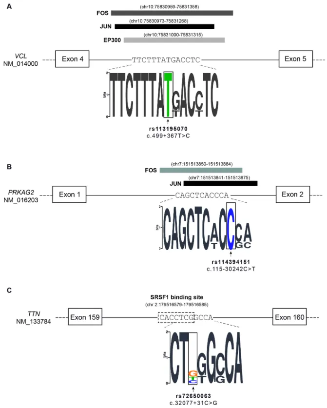 Fig 4. Variants located at binding sites for transcription and splicing factors. A) The VCL variant c.499+367T&gt;C (rs113195070) is located at a binding site for transcription factors FOS, JUN and EP300