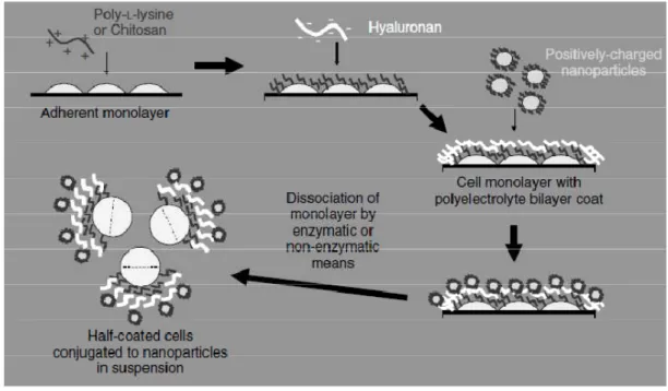 Figure 2 - Schematic representation of conjugating nanoparticles to bone marrow-derived MSCs via high  molecular weight polyelectrolyte chains: poly-L-lysine, chitosan and hyaluronan [68]