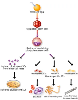 Figure 10 - The origin, isolation, and specialization of stem cells. 