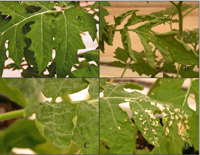 Figura 5- Aparecimento de sintomatologia de doença em  Solanum sisymbriifolium.