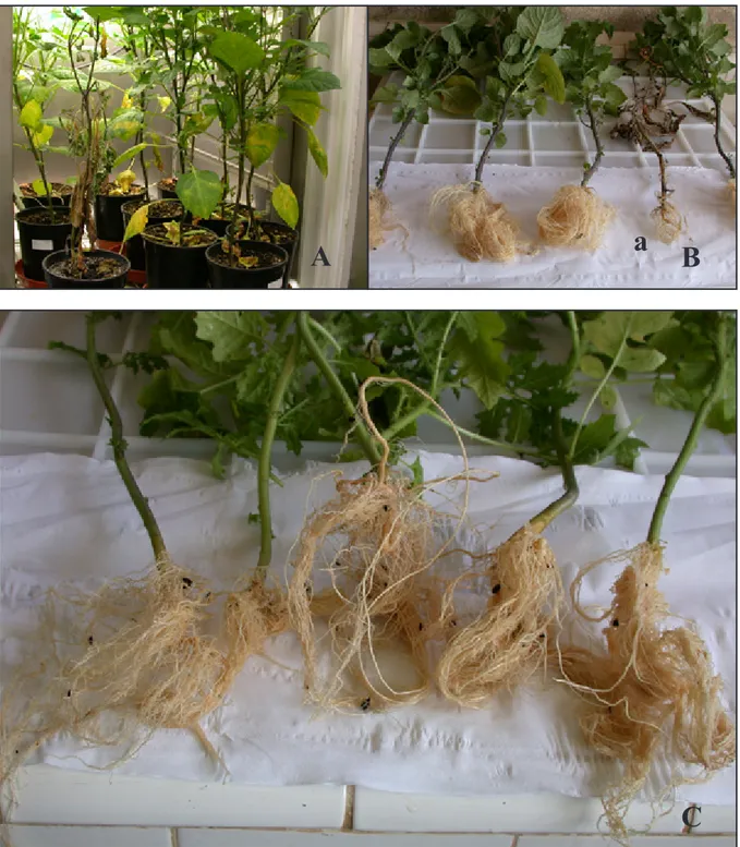 Figura 8- Patogenicidade de Pratylenchus goodeyi a Solanum sisymbriifolium e S. nigrum.