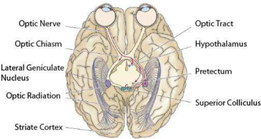 Figure  1.  Basic  connectivity  of  the  visual  system  from  retina  to  primary  visual  cortex