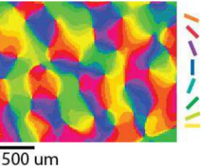 Figure  5.  Primary  visual  cortex.  (A)  Layer  configuration  stained  by  three  different  techniques 