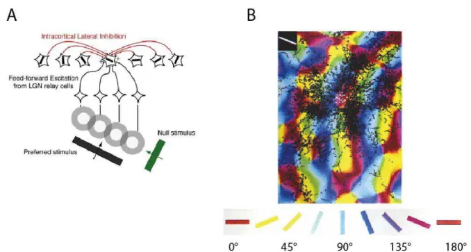 Figure 6.  Lateral connectivity of primary visual cortex. (A) Simple model of lateral inhibition 