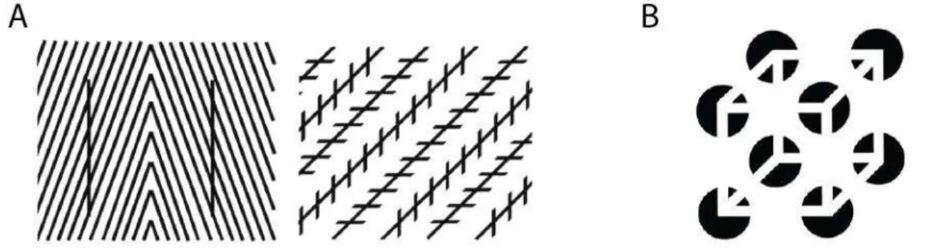 Figure 7.  Perceptual changes. (A) Apparent orientation changes. [Modified from (Gilbert, 1992)] 