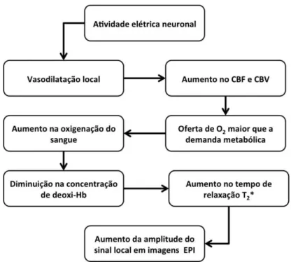 Figura  1 – Cascata de eventos hemodinâmicos e magnéticos que ocorrem após atividade  elétrica neuronal