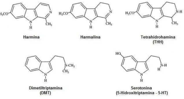 Figura  7  –  Estrutura  molecular  dos  principais  alcaloides  presentes  na  Ayahuasca  e  do  neurotransmissor  serotonina