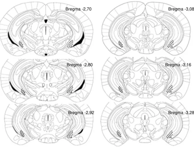Figura 4. Representação esquemática dos locais de microinjeção no hipocampo ventral de  camundongos
