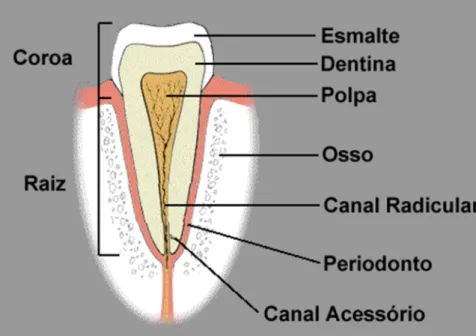 FIGURA 2: Modelo de osso “dente” (Fonte: Acta Salutaris, 2011) 