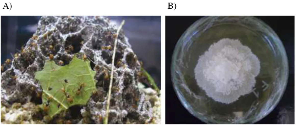 FIGURA  1.3:  A)  Ninho  de  formigas  cortadeiras a   e  B)  cultivo  de  L.  gongylophorus  mantido em laborarório ( a  Extraído de AYLAWRD et al., 2012)