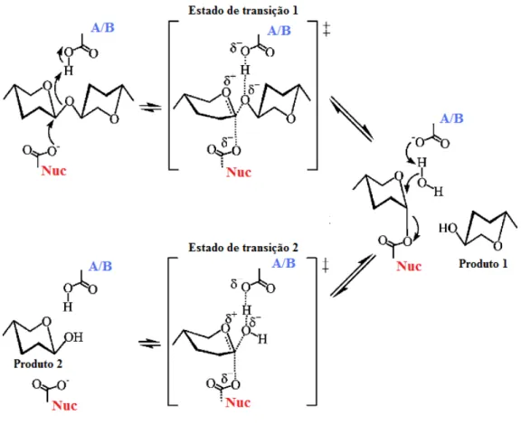 FIGURA  1.  4:  Mecanismo  catalítico  de  hidrólise  da  xilana  pelas  enzimas  pertencentes  à  família  das  GH10  e  11