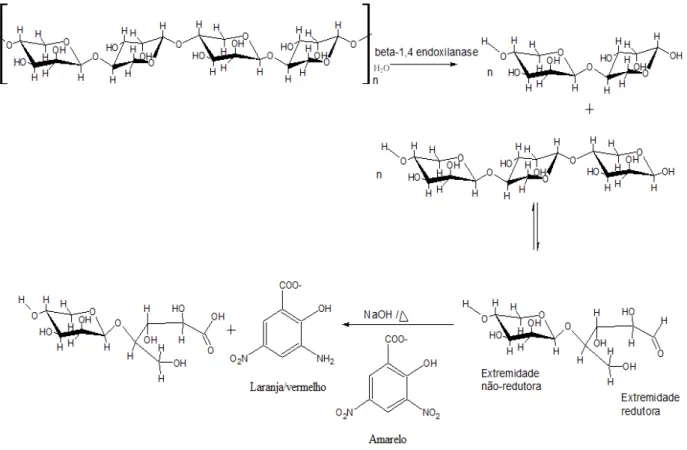 FIGURA  4.1:  Representação  da  reação  simplificada  da  reação  de  hidrólise  da  cadeia  principal da xilana e seus produtos de degradação na reação com  ADNS  (NELSON  &amp; 