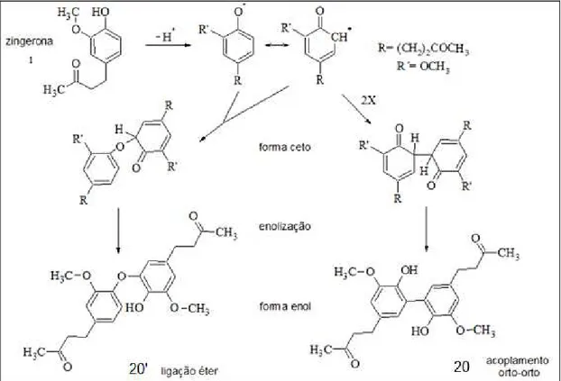 FIGURA 4.3 – Tipos de acoplamentos oxidativos aromáticos possíveis para a formação  do dímero da zingerona (1)
