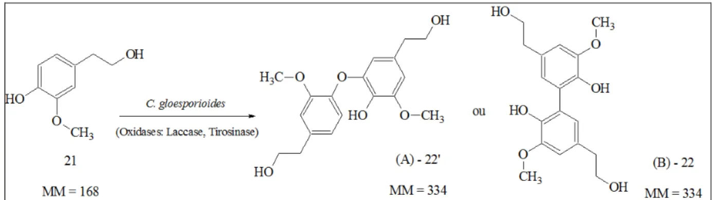 FIGURA  4.28  –  O  fungo  C.gloesporioides  apresenta  polifenoloxidases  como  laccases  ou tirosinases que promovem reações de acoplamento oxidativo aromático