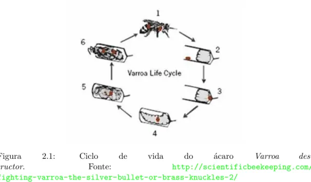 Figura 2.1: Ciclo de vida do ácaro Varroa des-