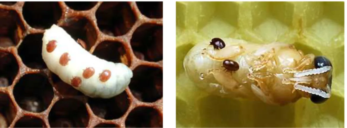 Figura 2.2: Abelhas em fase imatura infestadas pelo ácaro Varroa destructor.