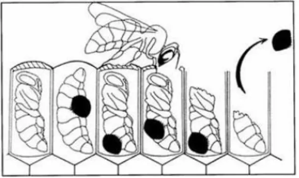 Figura 2.3: A abelha operária detecta um alvéolo que contém o ácaro, retira a cobertura deste alvéolo e a abelha imatura que estava dentro
